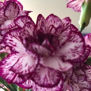 Meet your Posher, Rhonda